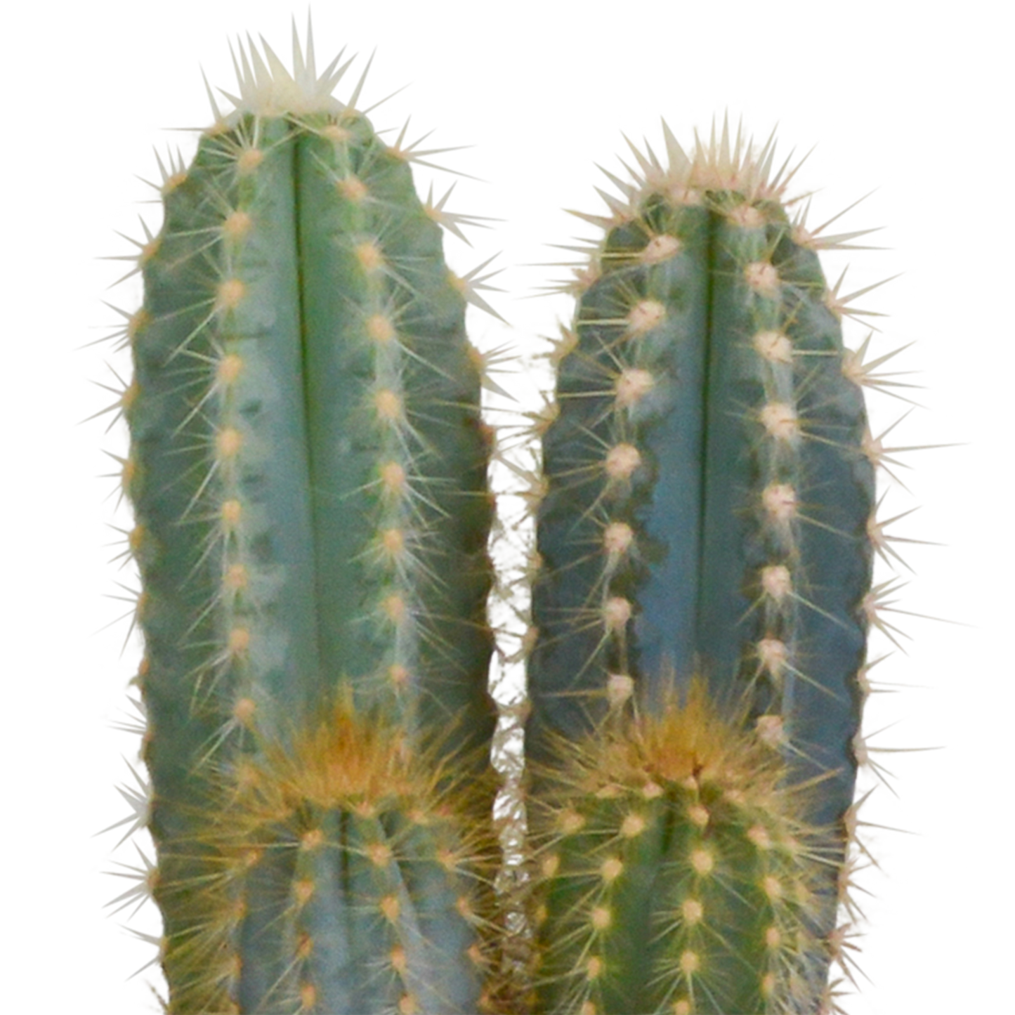 Kakteenmischung 10,5 cm - 3x - 12cm zonder pot