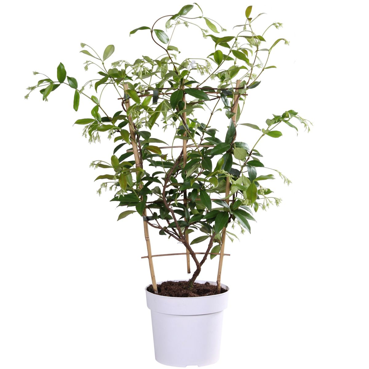 Trachelospermum 'Star of Toscana' - Toskanischer Jasmin Gelb - Ø15cm - ↕65cm