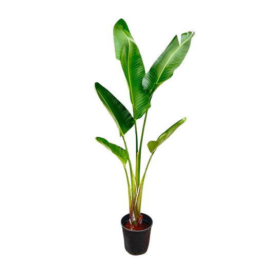 Weißer Paradiesvogel Strelitzia Augusta 210 cm – Tropische Zimmerpflanze
