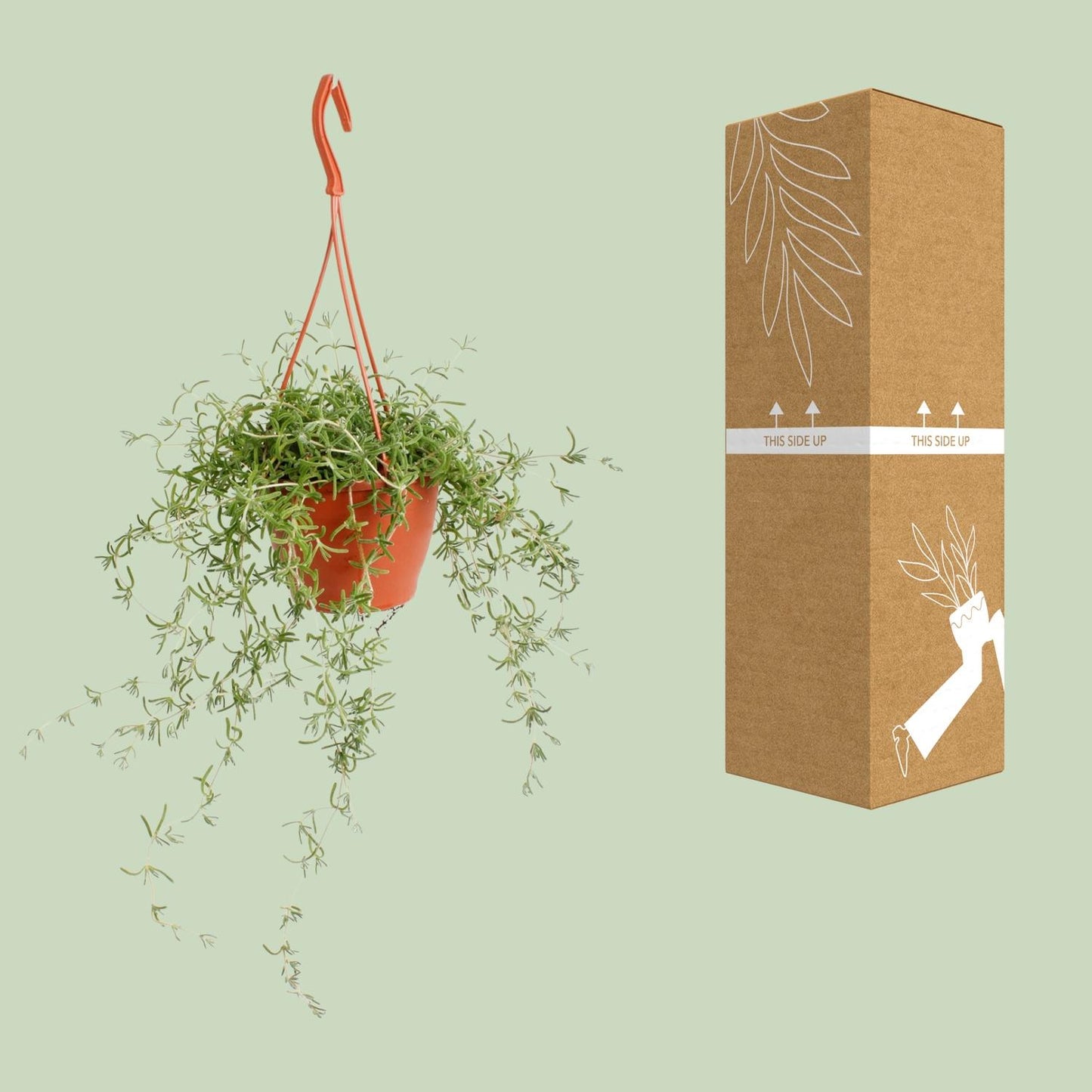 Senecio Twinkle Littele  Star - Ø12cm - ↕15cm
