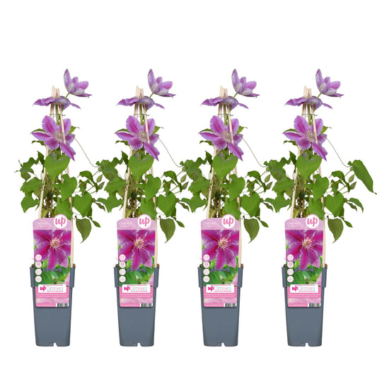 4x - Clematis Dr Ruppel - ↨65cm - Ø15