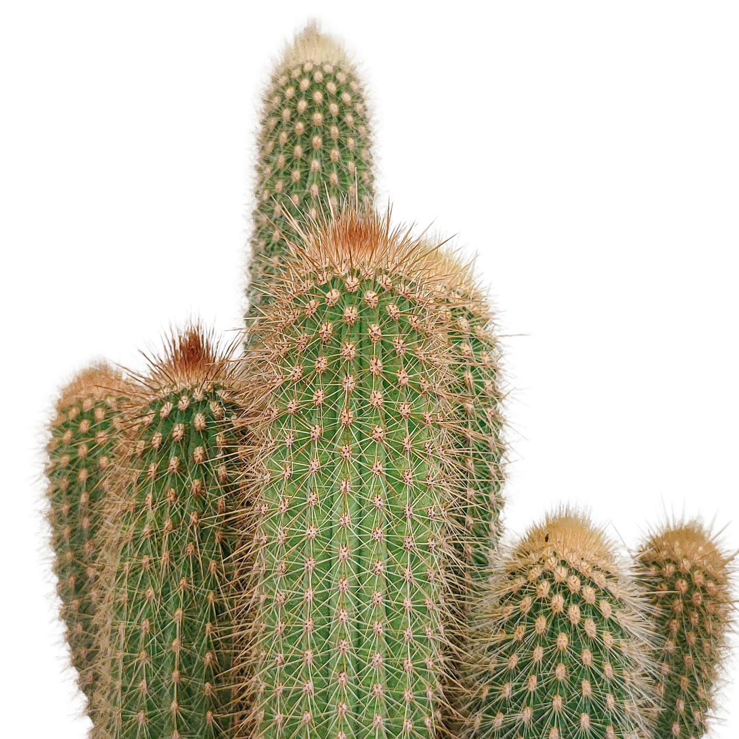 Vatricania Guentheri 17 cm – Exotischer Säulenkaktus Rarität