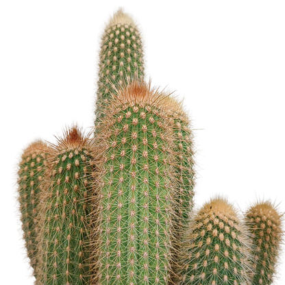 Vatricania Guentheri 17 cm – Exotischer Säulenkaktus Rarität