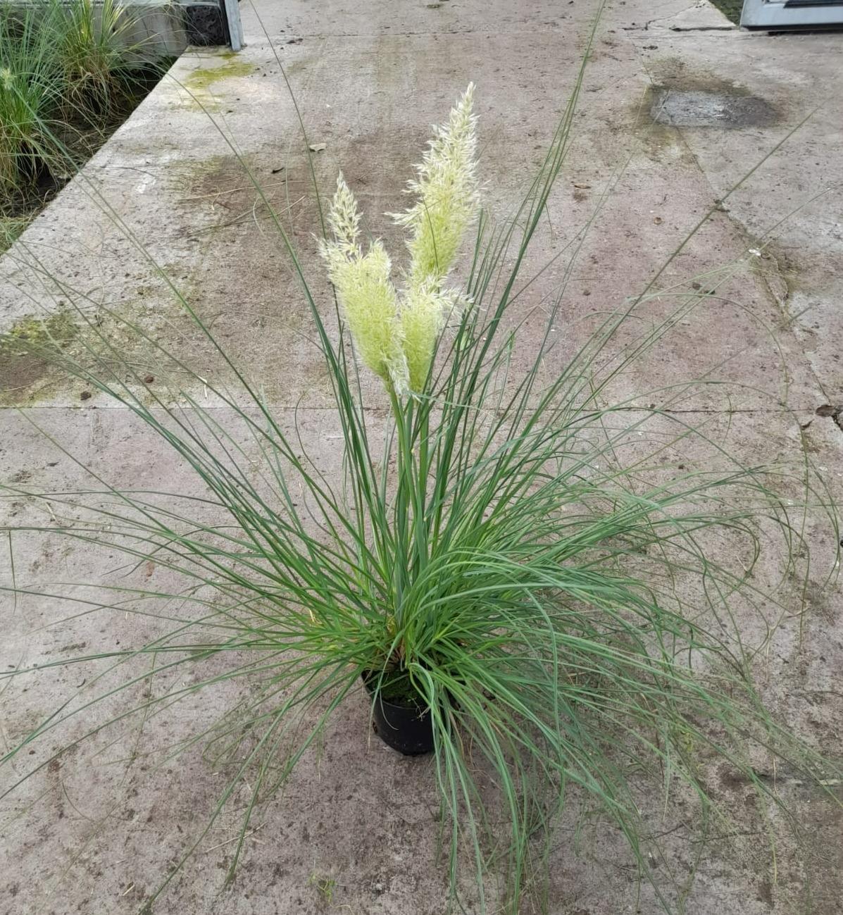 Cortaderia Pampas - Ø15cm - ↕65cm