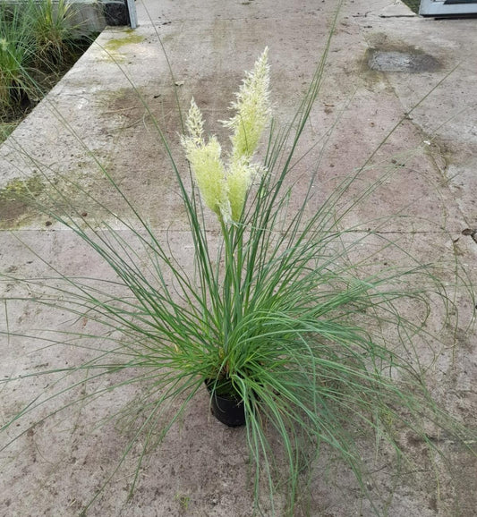 Cortaderia Pampas - Ø15cm - ↕65cm