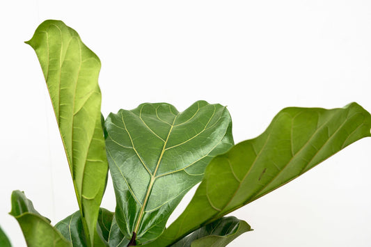 Geigenfeige XL 190 cm – Ficus Lyrata im Topf ø32 cm
