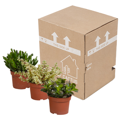 Dickblatt Mix 10,5 cm – 3er Set pflegeleichte Sukkulenten