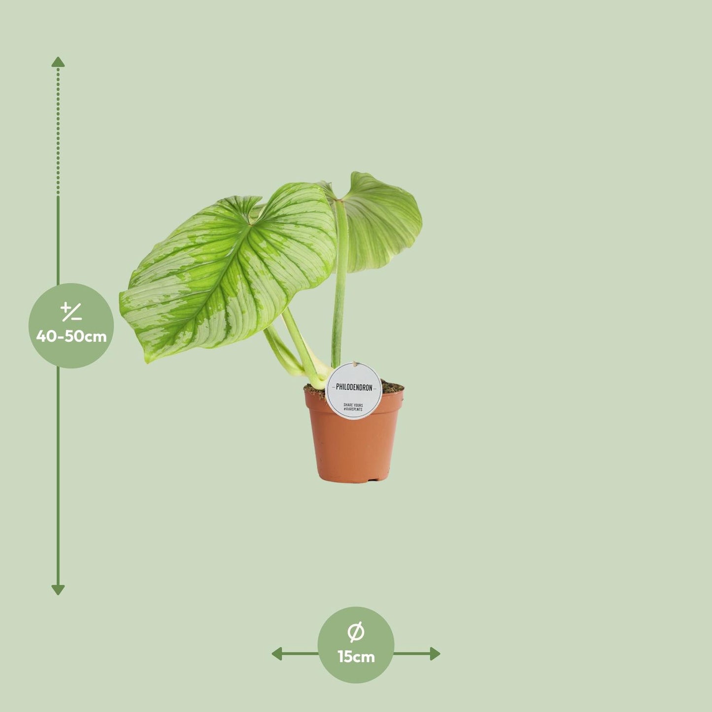 Philodendron Mamei - Ø15cm - ↕50cm