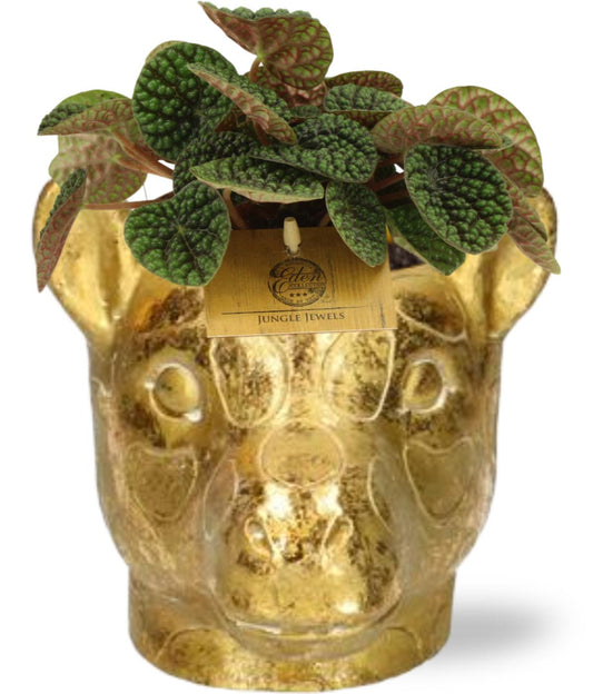 Peperomia Green Bubble - Ø10,5cm - ↕15cm + Planter Giraf D11/14x11cm - Gold