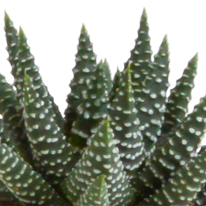 Gasteria & Haworthia Mix 5er Set im Terrakotta-Topf