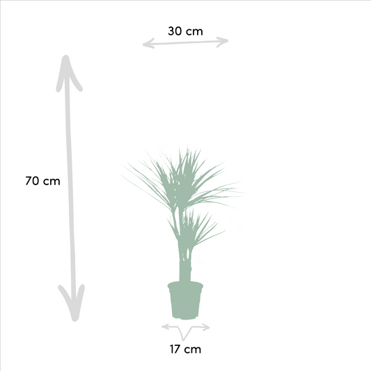 Drachenbaum Duo – 90 cm – Luftreinigende Zimmerpflanze