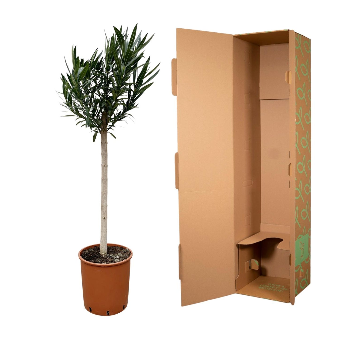 Oleander Stamm weiß – 170 cm – Mediterrane Kübelpflanze