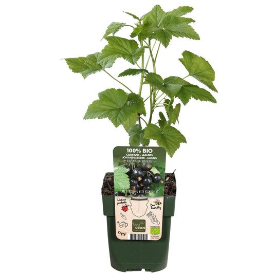 Ribes nigrum 'Ben Nevis' - Schwarze Johannisbeere - Ø13cm - ↕45cm