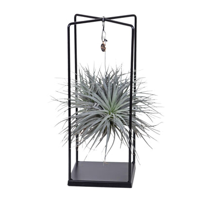 Tillandsia Mix 1 stuck  Ø20cm - ↕20cm