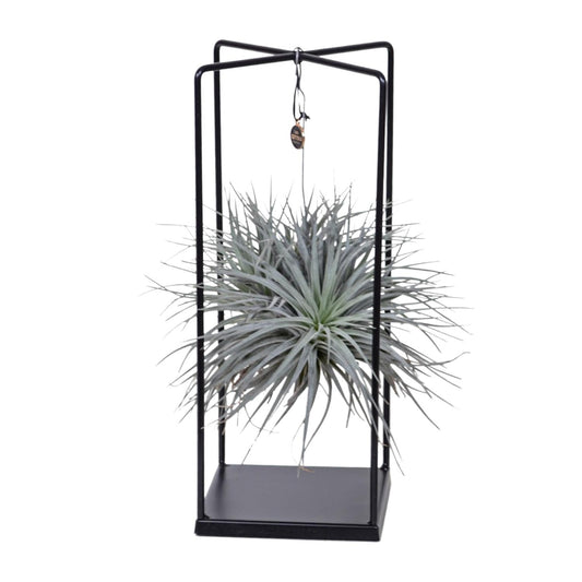 Tillandsia Mix 1 stuck  Ø20cm - ↕20cm