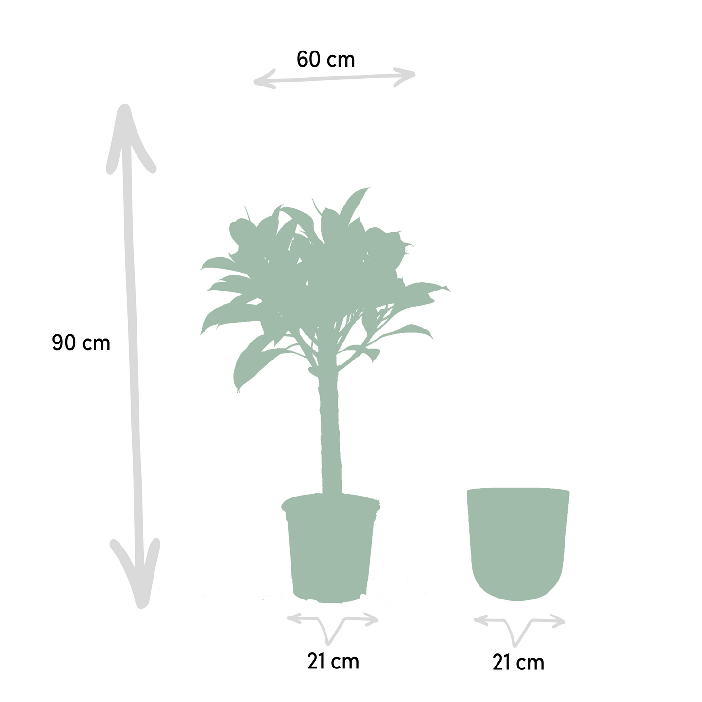 Ficus elastica Melany Stamm + Topf Mayk Gold - ↨90cm - Ø21cm