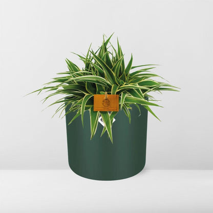 Chlorophytum Ocean 15cm in ELHO b. for soft rond 16cm leaf green