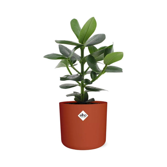 Clusia Princess in ELHO b.for soft rond 14cm brique