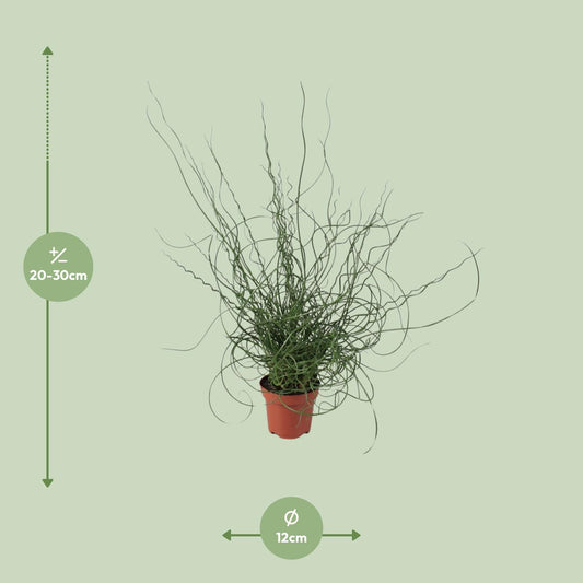 Juncus Effusus Spiralis - Ø12cm - ↕30cm