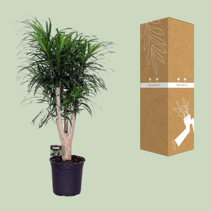 Dracaena Refl. Anita - Ø24cm - ↕90cm
