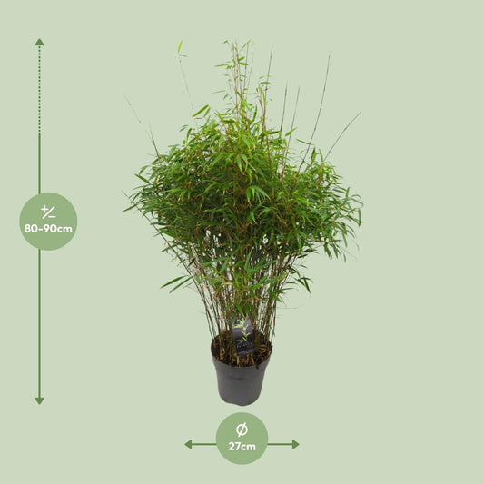 Fargesia 'rufa' - Niet-woekerende Bamboe - Ø27cm - ↕90cm