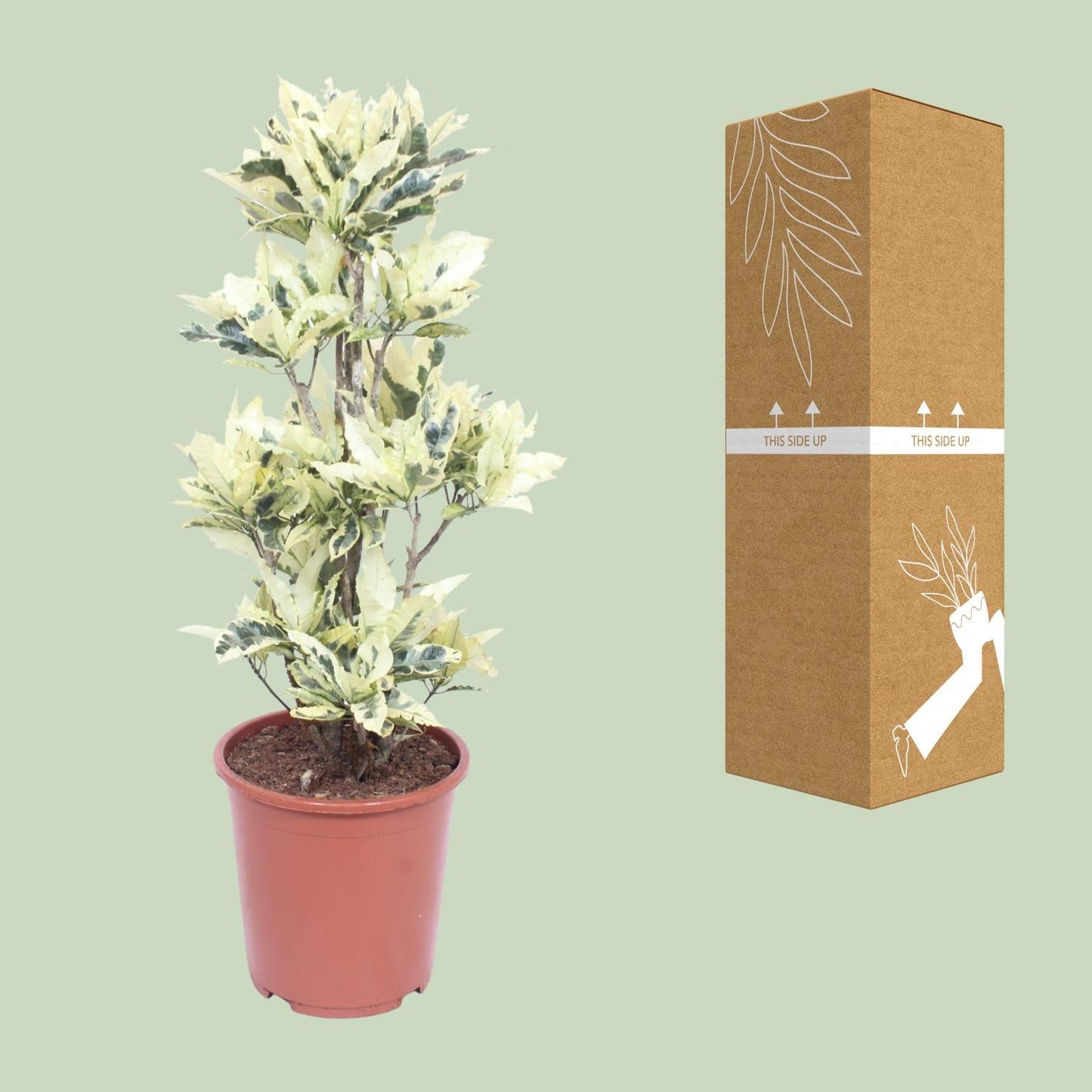Codiaeum Variegatum Tamara - Ø27cm - ↕100cm