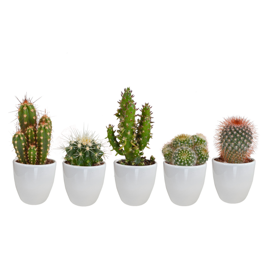 Kakteen Mix 5er Set – Pflegeleichte Mini Wüstenpflanzen