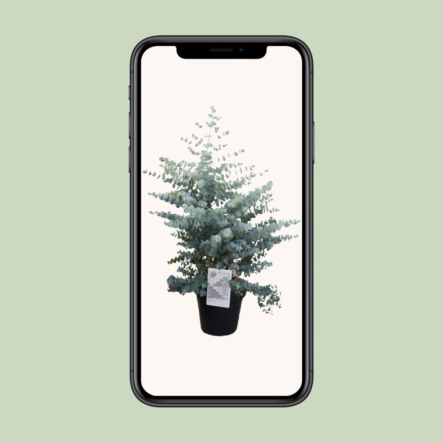 Eucalyptus Cin. Silver Dollar - Ø30cm - ↕95cm