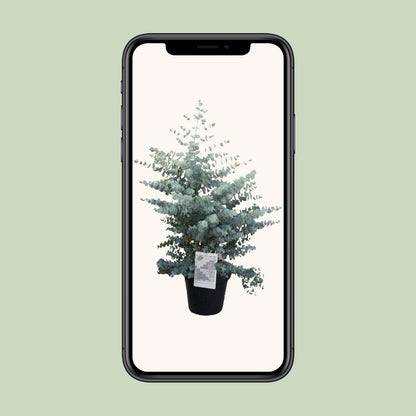 Eucalyptus Cin. Silver Dollar - Ø30cm - ↕95cm
