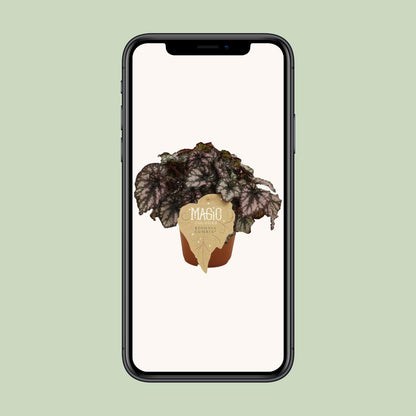 Begonia Rex Cumbia - Ø12cm - ↕25cm