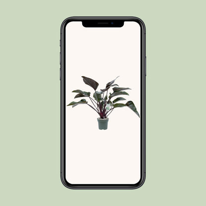 Philodendron Red Beauty - Ø27cm - ↕60cm
