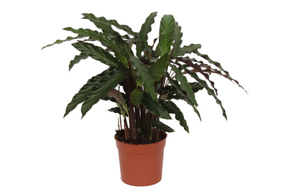 Korbmarante 'Elgergrass' – Elegante Zimmerpflanze 35 cm