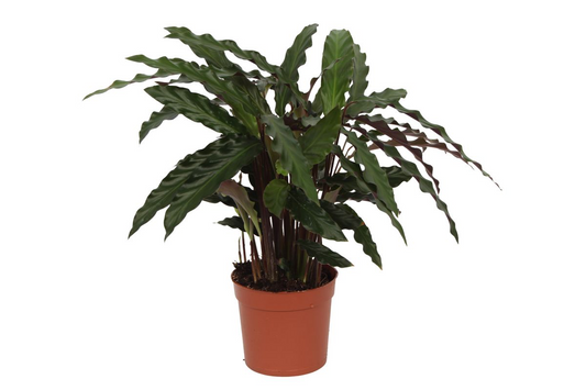 Korbmarante 'Elgergrass' – Elegante Zimmerpflanze 35 cm