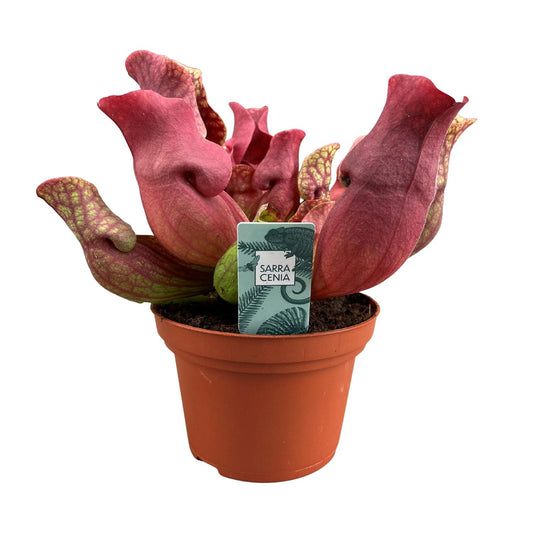 Sarracenia Venosa Red - Ø12cm - ↕20cm