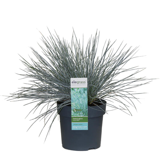 Festuca glauca Azura Blue - Ø14 - ↨30cm