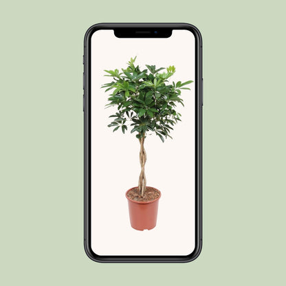 Schefflera Arboricola Compacta - Ø27cm - ↕120cm