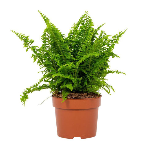 Nephrolepis Vitale 12cm - Ø12cm - ↕23cm