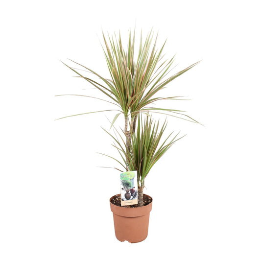 Dracaena Bicolor - Ø17cm - ↕80cm