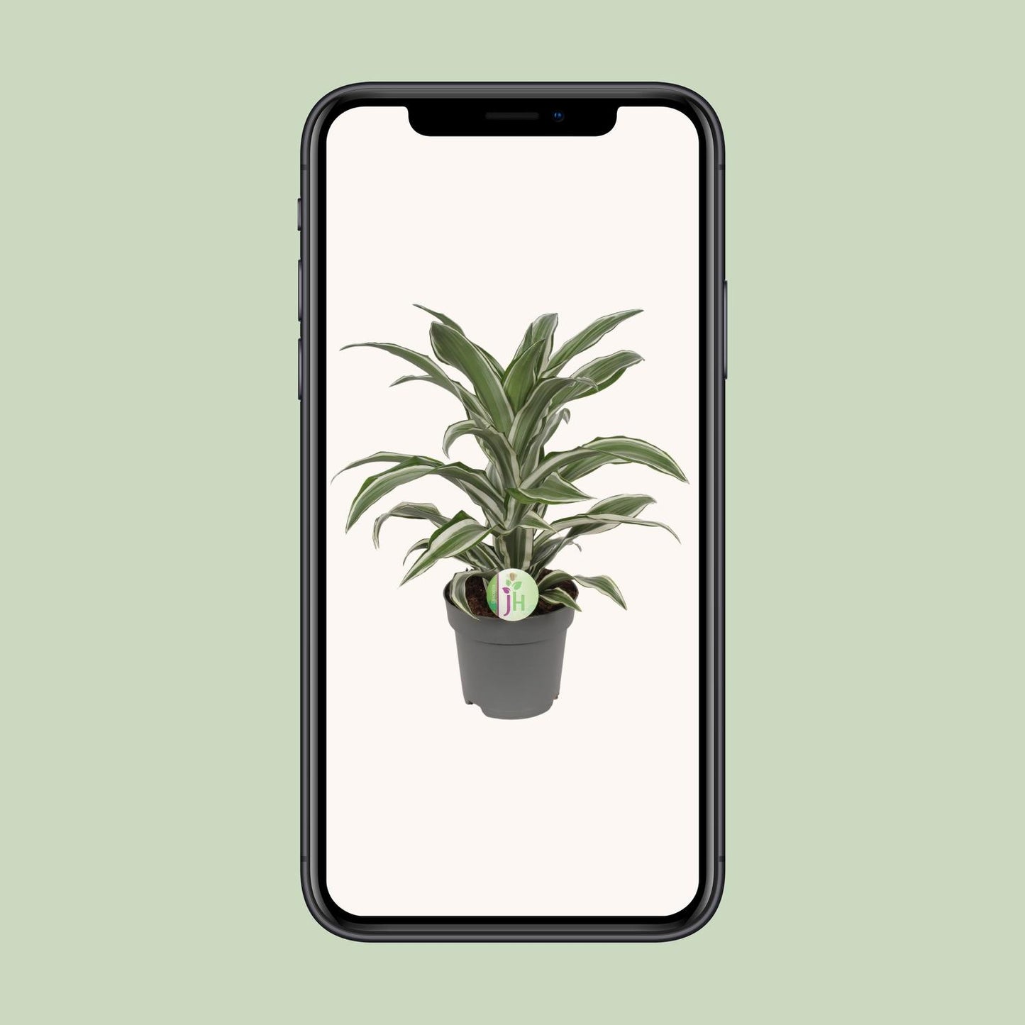 Dracaena Fragrans weiß - Ø17cm - ↕40cm
