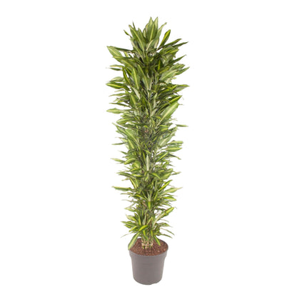 Drachenbaum Cintho – 210 cm pflegeleichte Zimmerpflanze