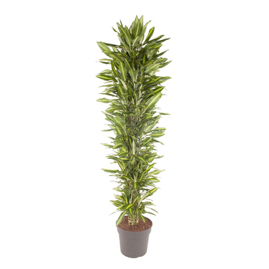 Drachenbaum Cintho – 210 cm pflegeleichte Zimmerpflanze