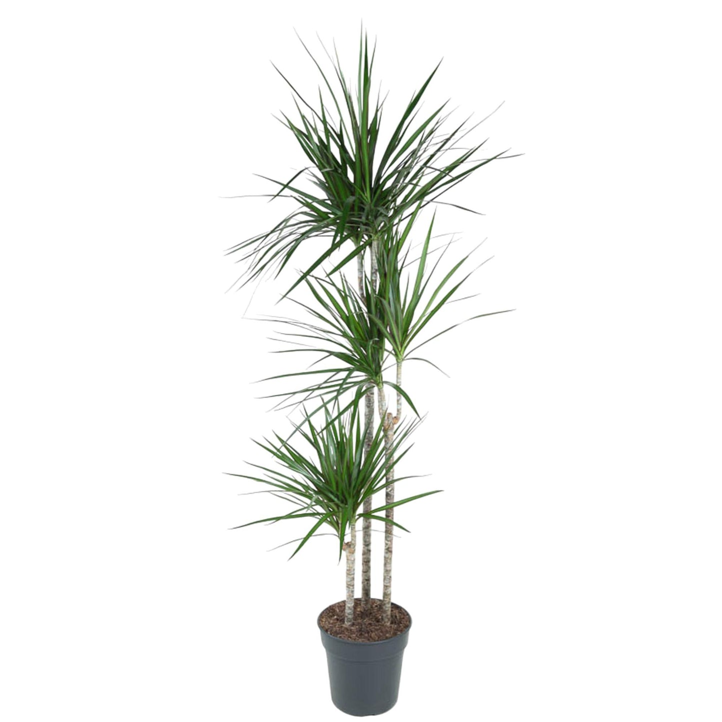 Drachenbaum Marginata 160 cm – Stilvolle & Pflegeleichte Zimmerpflanze