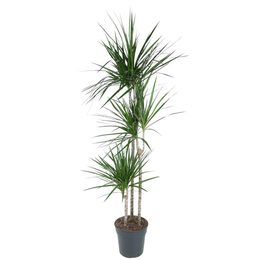 Drachenbaum Marginata 160 cm – Stilvolle & Pflegeleichte Zimmerpflanze