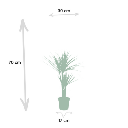 Drachenbaum & Yucca Set – Stilvolle Zimmerpflanzen 70/90 cm