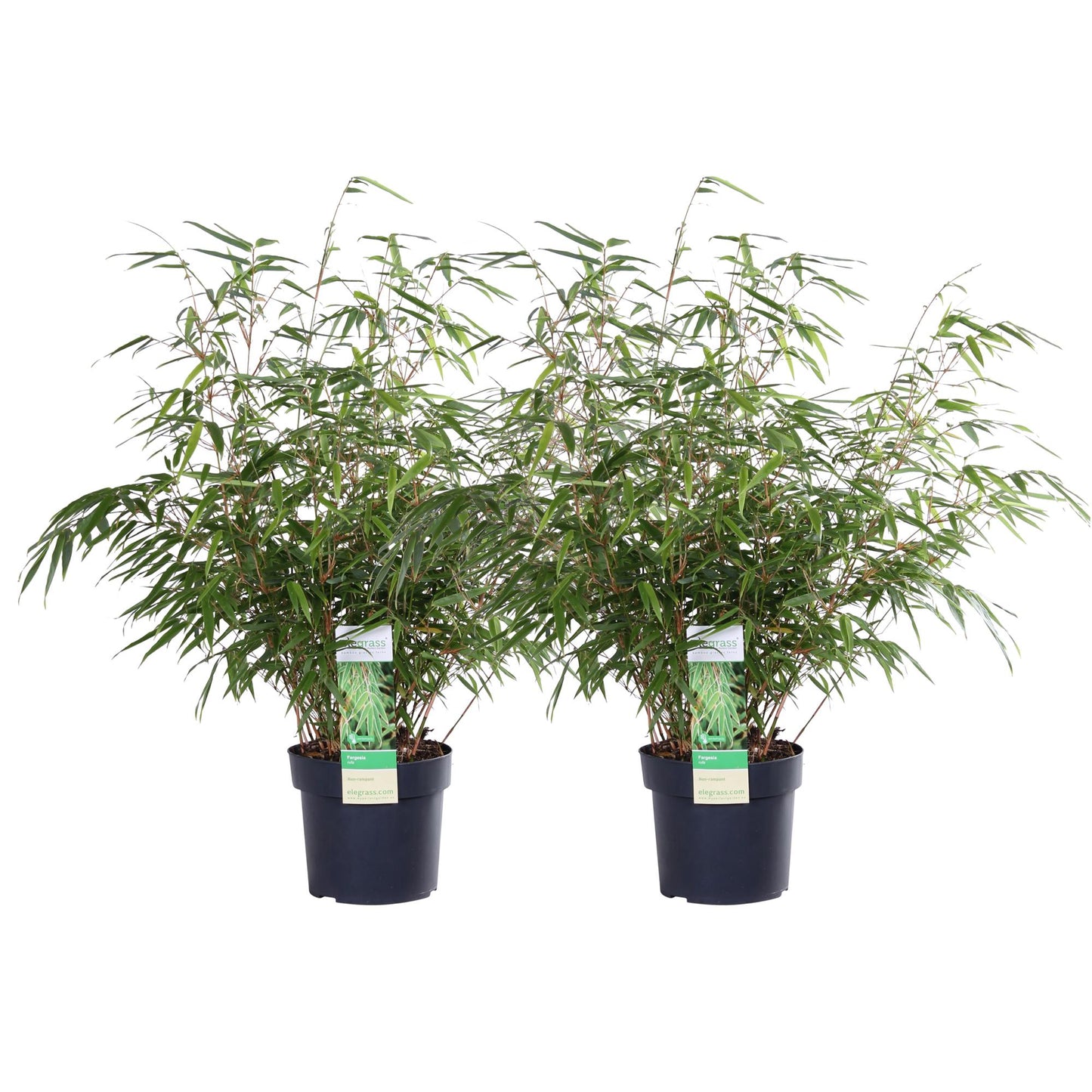 2x - Fargesia rufa - ↨60cm - Ø19