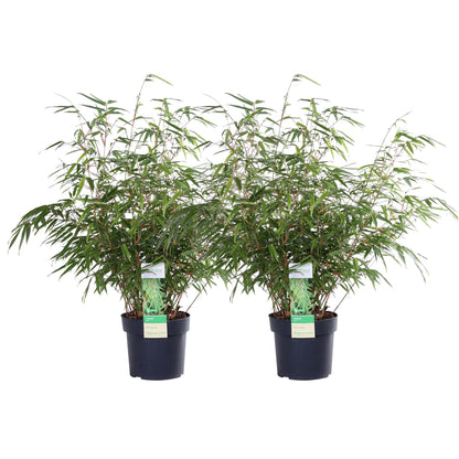 2x - Fargesia rufa - ↨60cm - Ø19