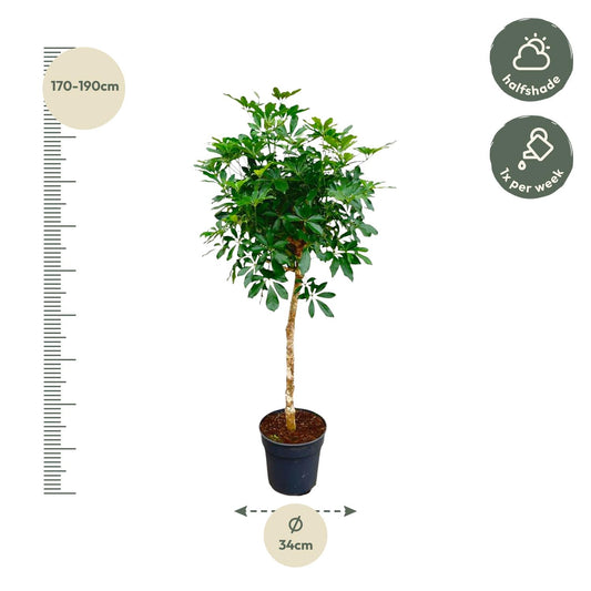 Strahlenaralie auf Stamm 170 cm – Schefflera Zimmerpflanze