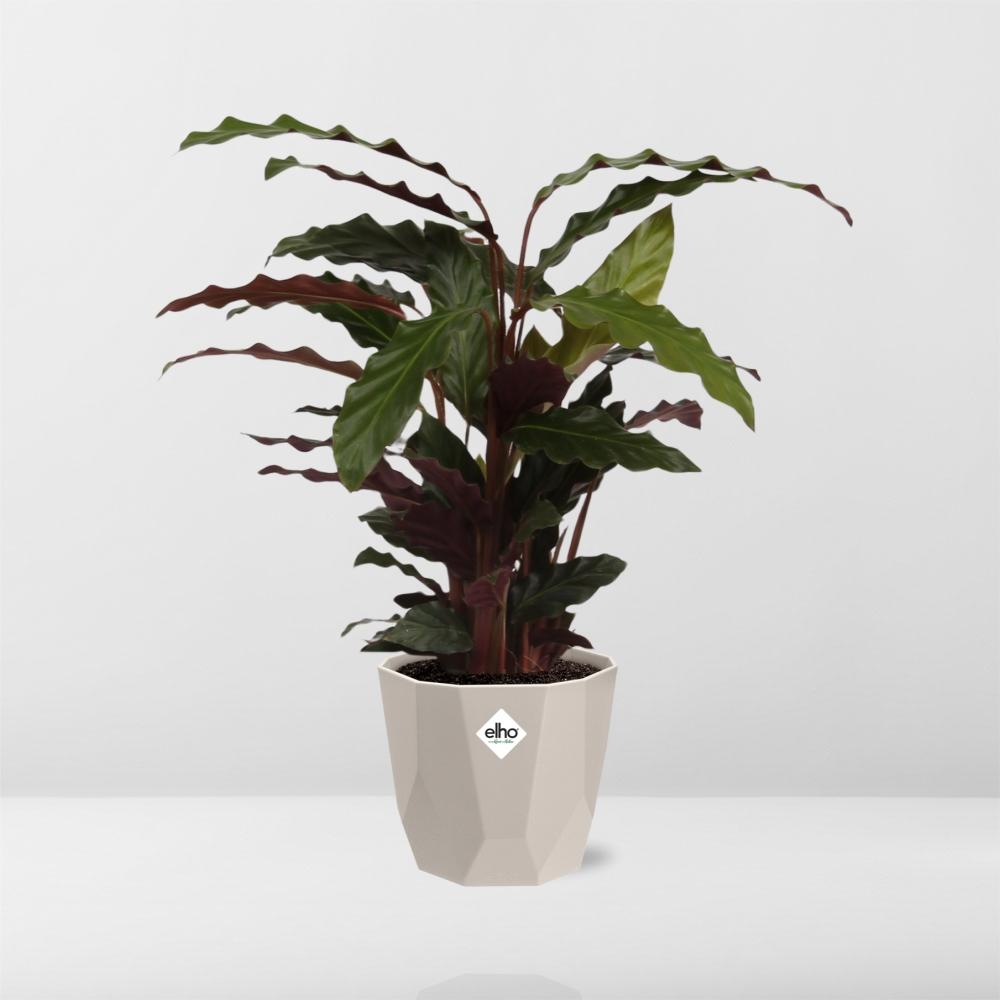 Calathea Rufibarba ‘Tropistar’ in ELHO b.for rock 14 cm warm grey