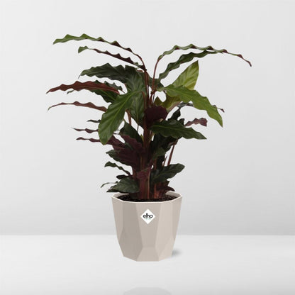 Calathea Rufibarba ‘Tropistar’ in ELHO b.for rock 14 cm warm grey