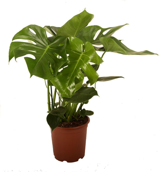 Philodendron-monstera Pertusem - Ø21cm - ↕90cm